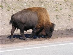 Bisonokse drikker ved vejsiden